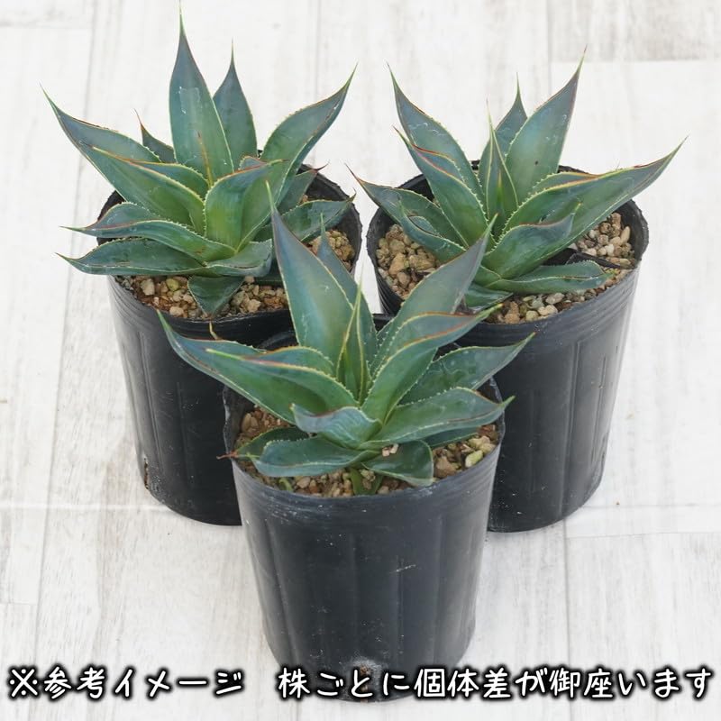 Amazon｜アガベ「ブルー・グロー」 3号ロングポット｜観葉植物